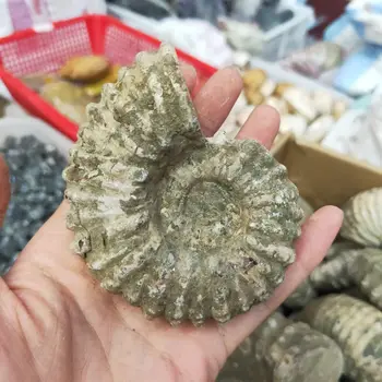 Gamtos Ammonite Iškastinio Pavyzdys Ammolite Vandenyno Gyvūnų Sraigė Myli Madagaskaras Originalus Egzempliorius, Mineralinių