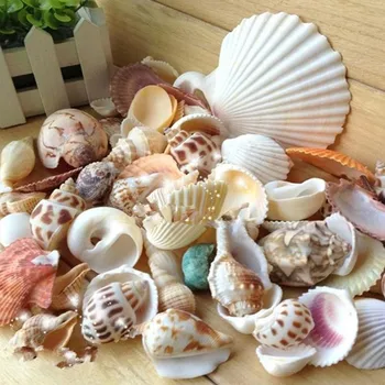 100g Natūralaus Myli Sea Shell Šukutės Mišrios Spalvos Dydžių Amatų Namų Puošyba, Sienų Lipdukai Žuvų Bakas Papuošalų Didmeninė